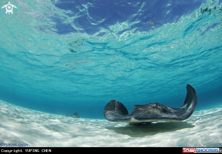 A Stingray