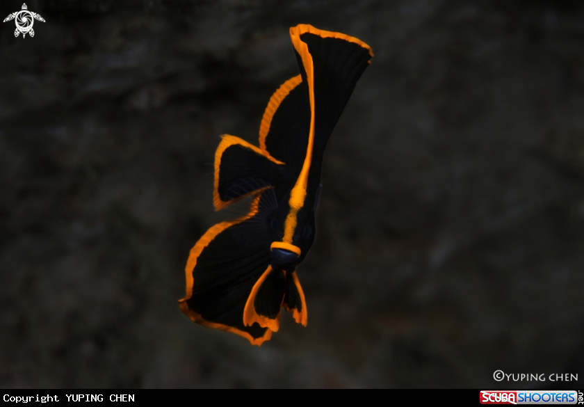 A Pinnate Spandefish