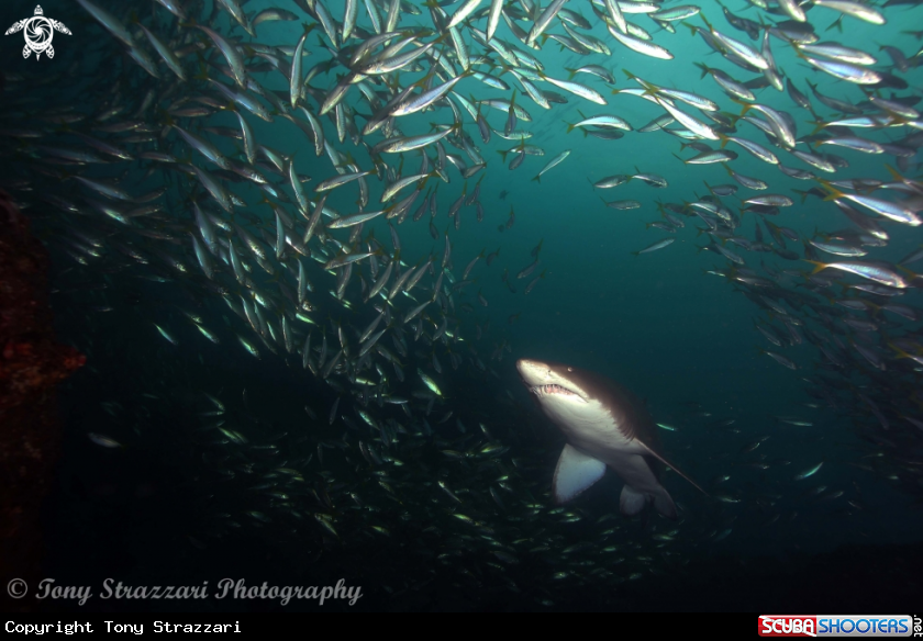 A Grey Nurse Shark