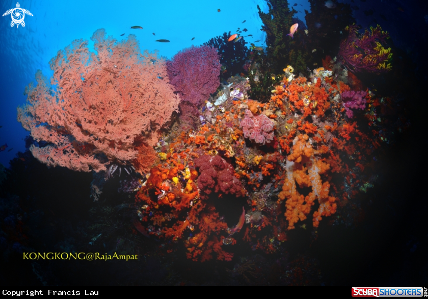 A Coral 