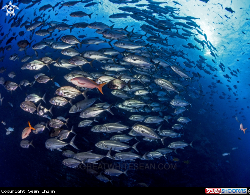 A Jackfish