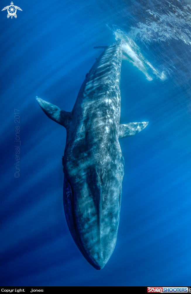 A Blue Whale