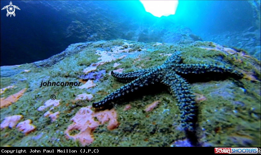 A underwater creature