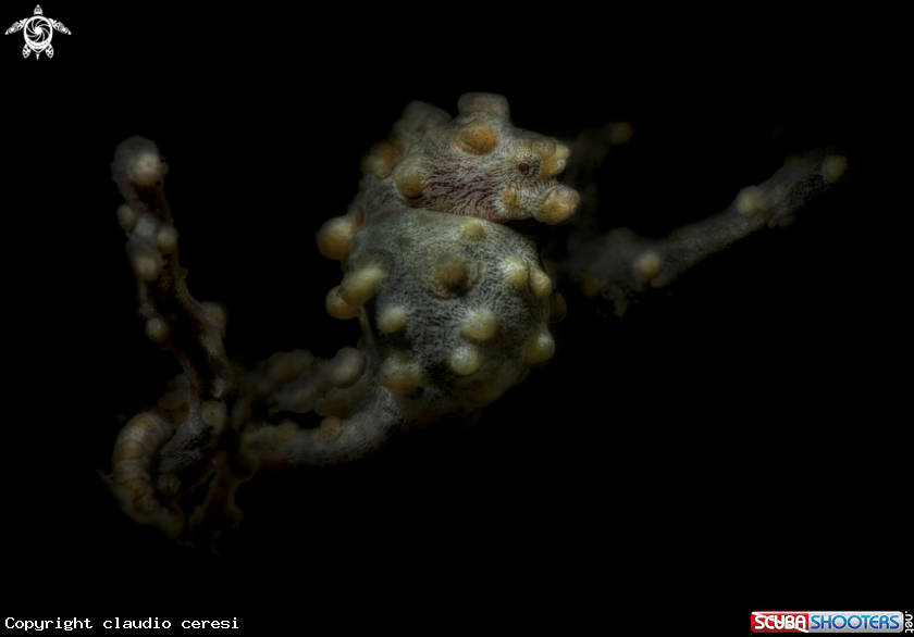 A pigmy sea horse
