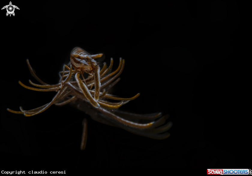 A crinoid shrimp