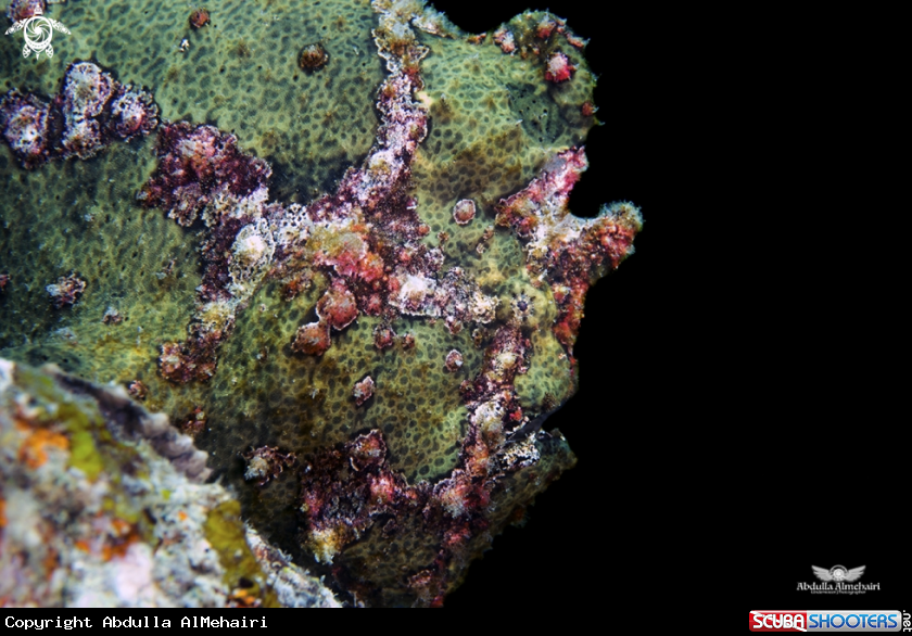 A FrogFish