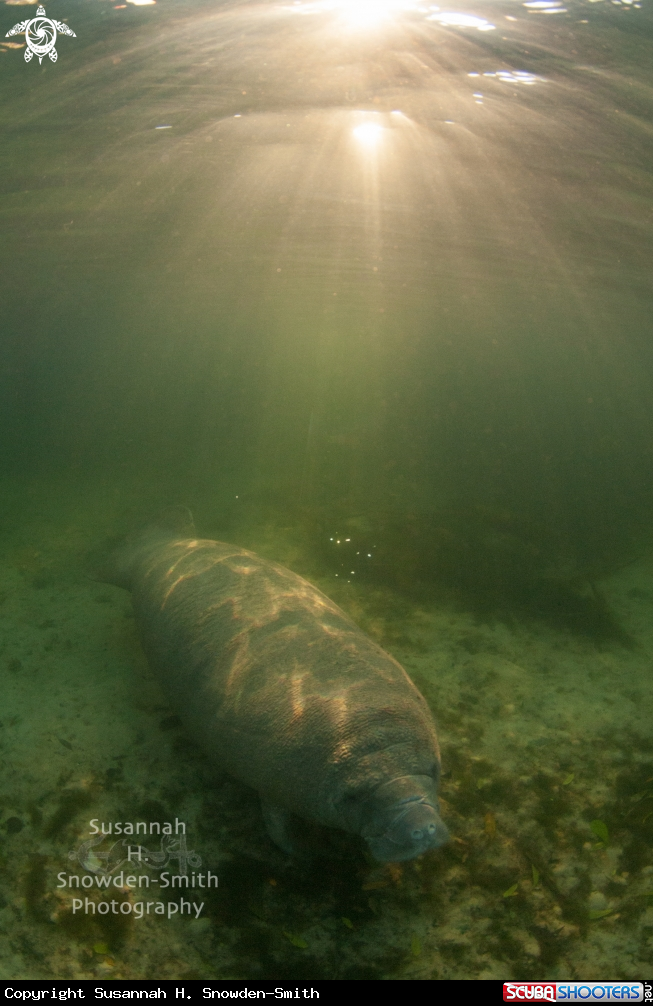 A Manatee