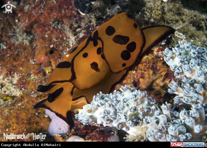 A Berthella martensi
