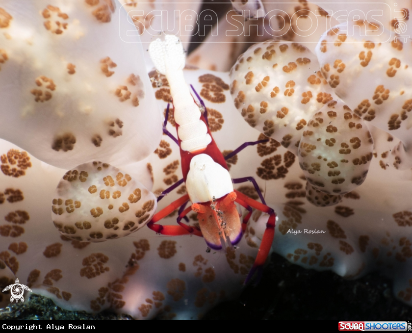 A Emperor Shrimp on Solar-Powered Nudi