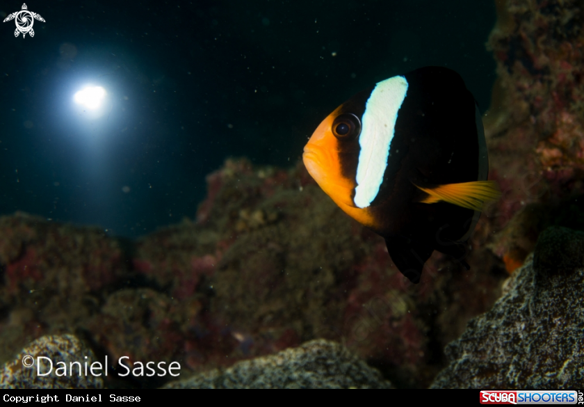 A Orange fin Anemonefish