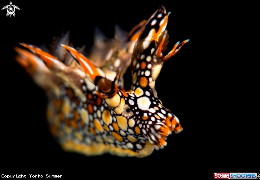 A Nudibranch