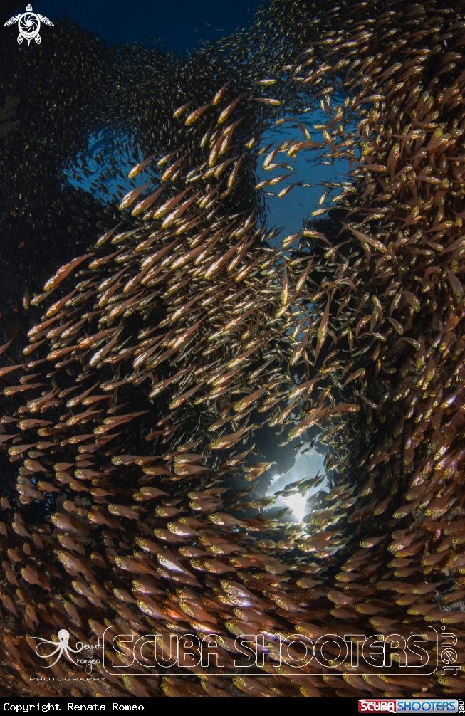 A glassfish