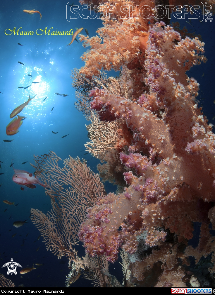 A Red sea reef