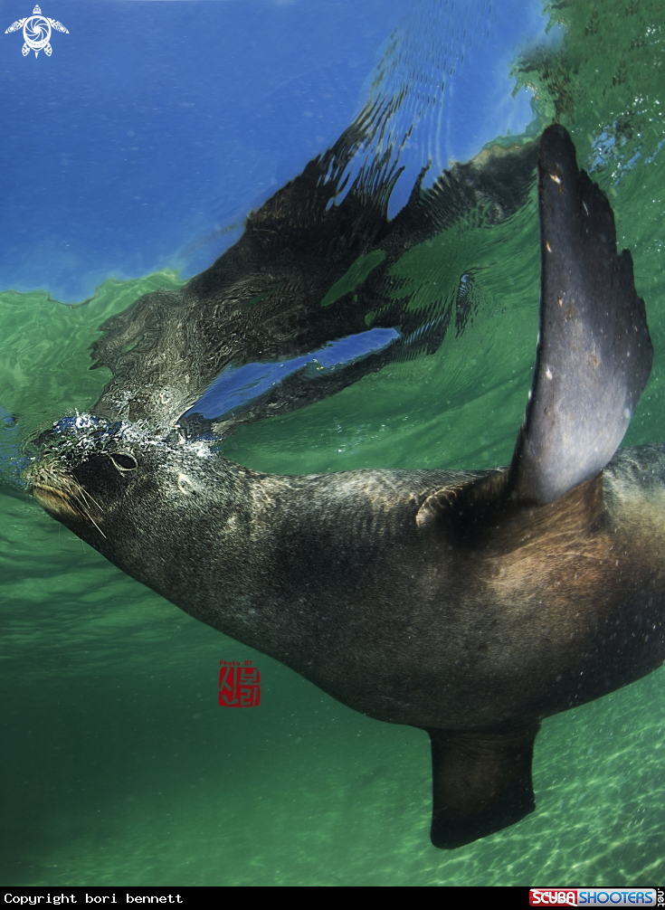 A Sea Lion