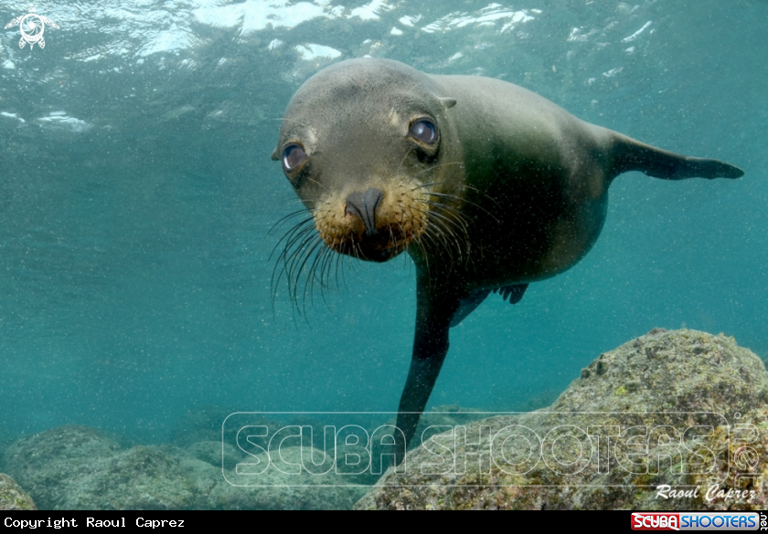 A Sealion