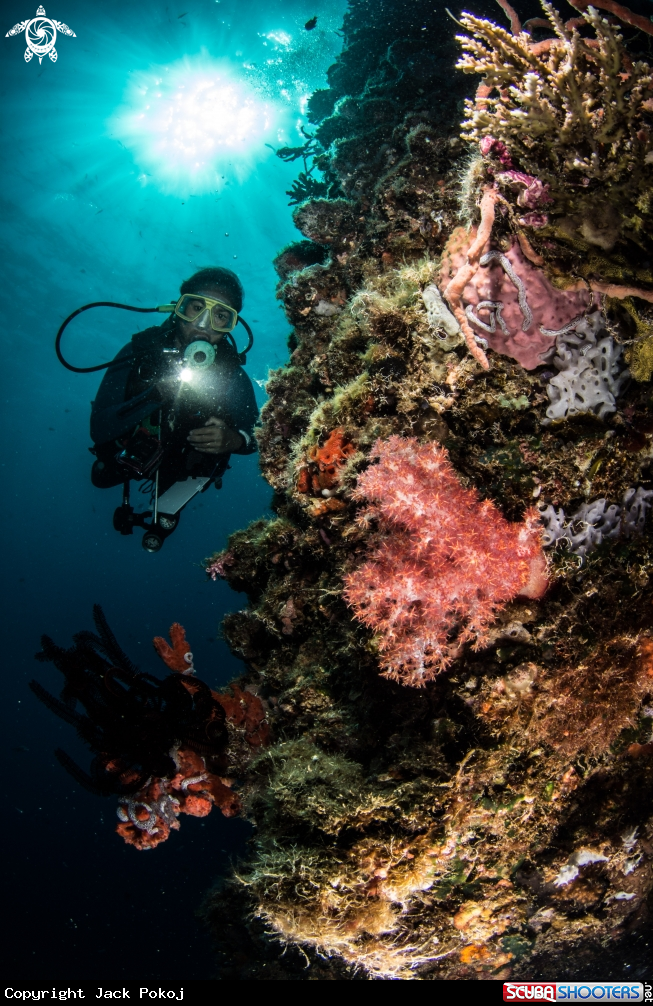 A Diver