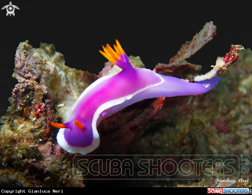A Hypselodoris 