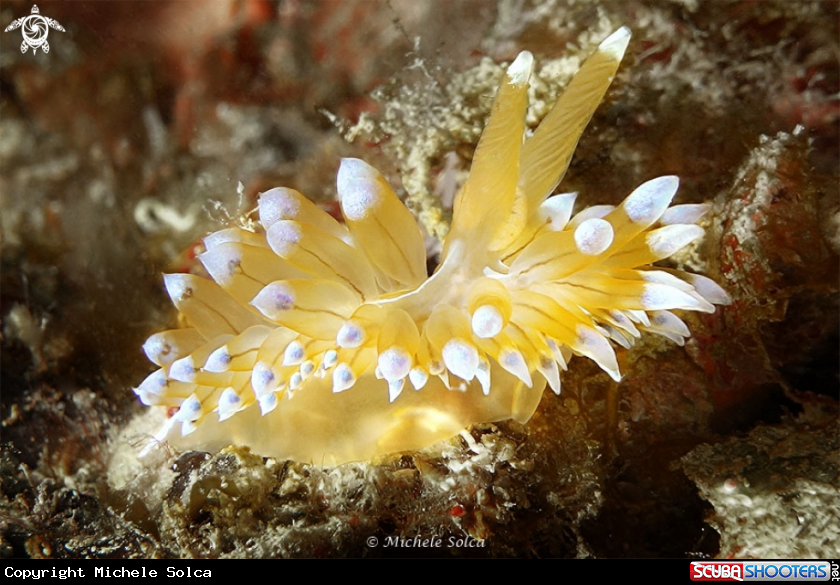 A Janolus cristatus