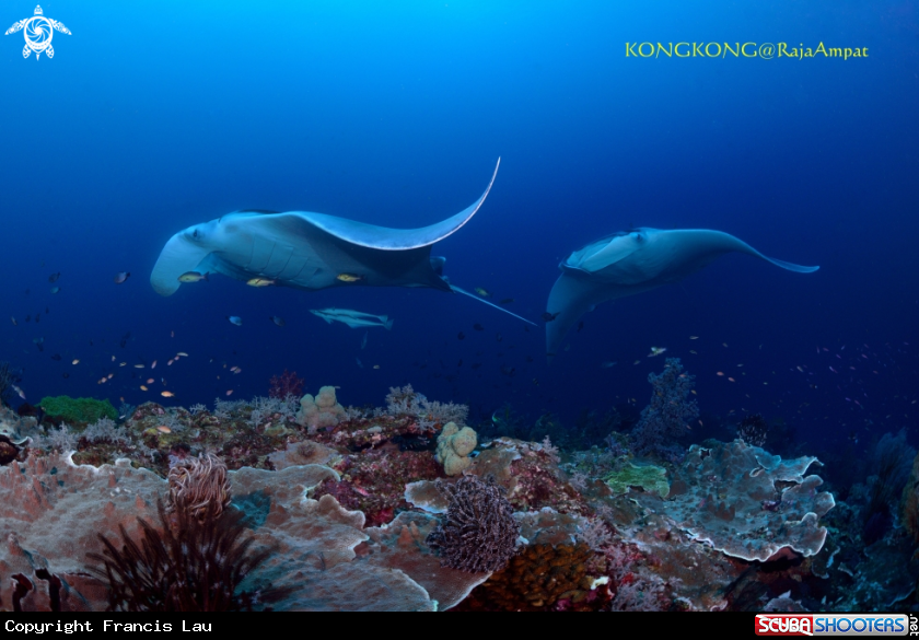 A Manta Ray