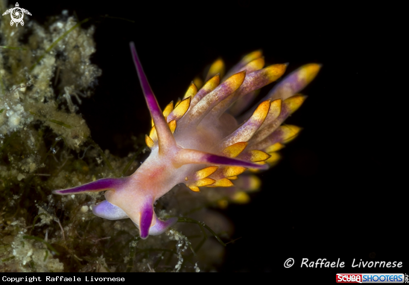 A Flabellina 