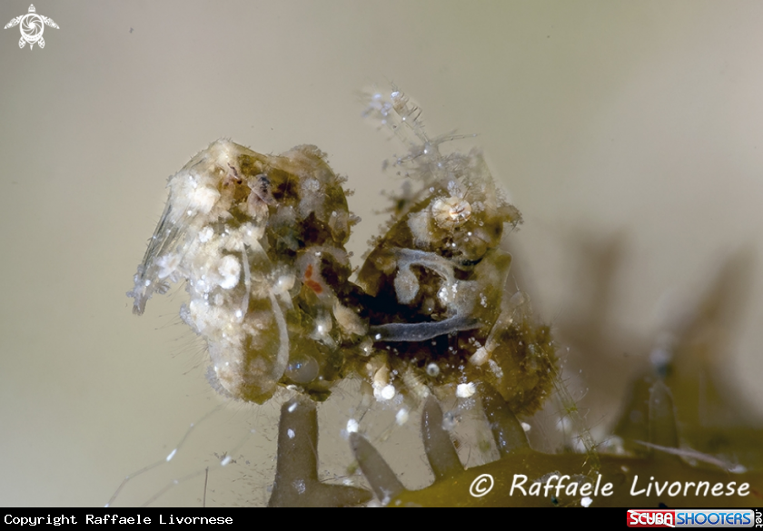 A Hairy shrimp
