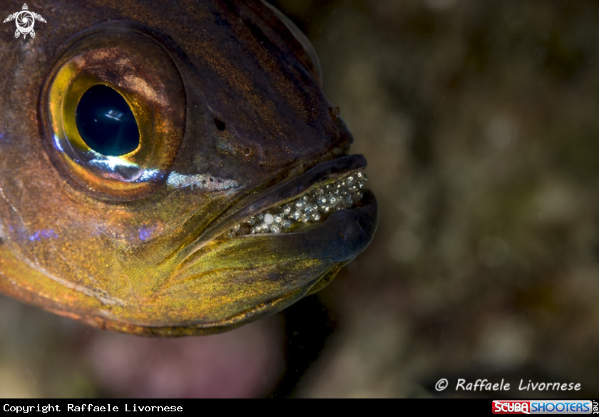 A Cardinal fish with eggs