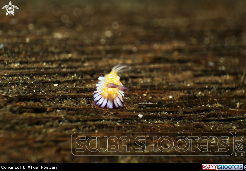 A Goniobranchus Roboi - Chromodoris 