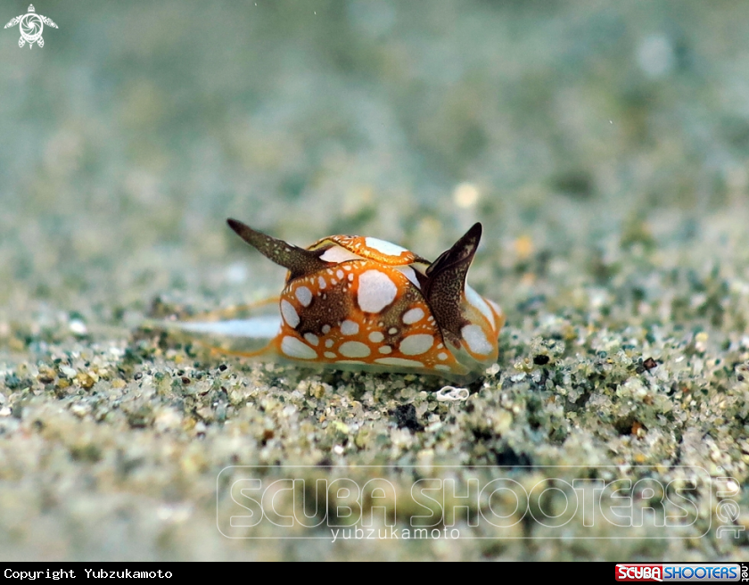 A Siphopteron sp.