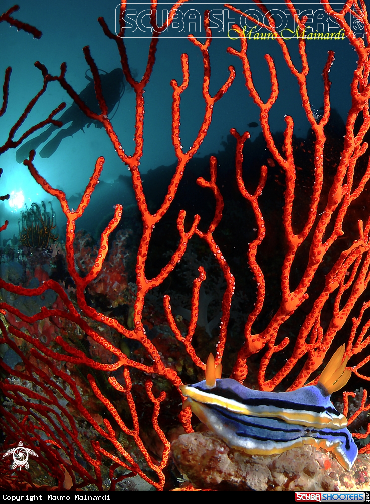 A Nudibranch and Seafan