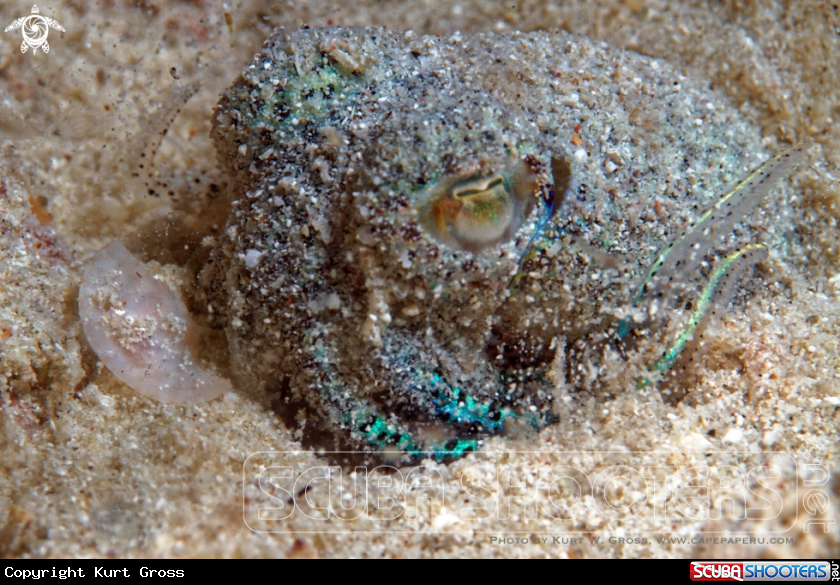 A Bobtail Squid