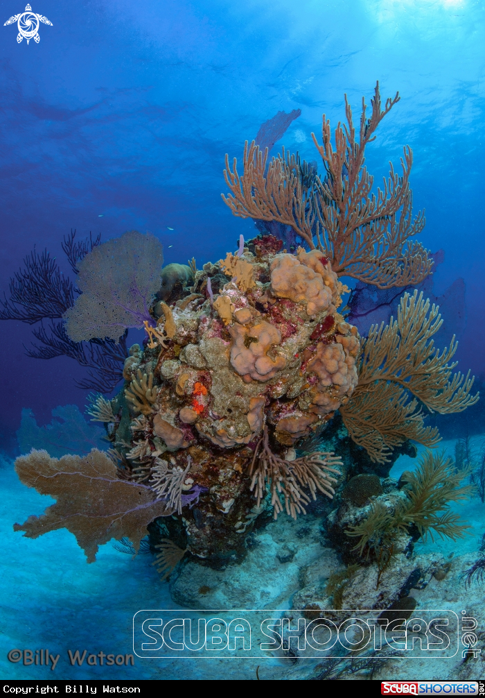 A Stand of various corals and fans