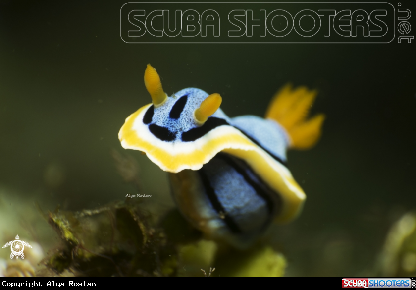 A Chromodoris 