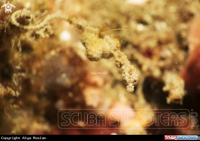 A Lembeh Seadragon 