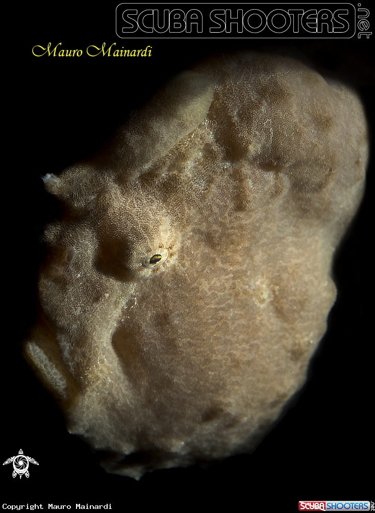 A Frogfish