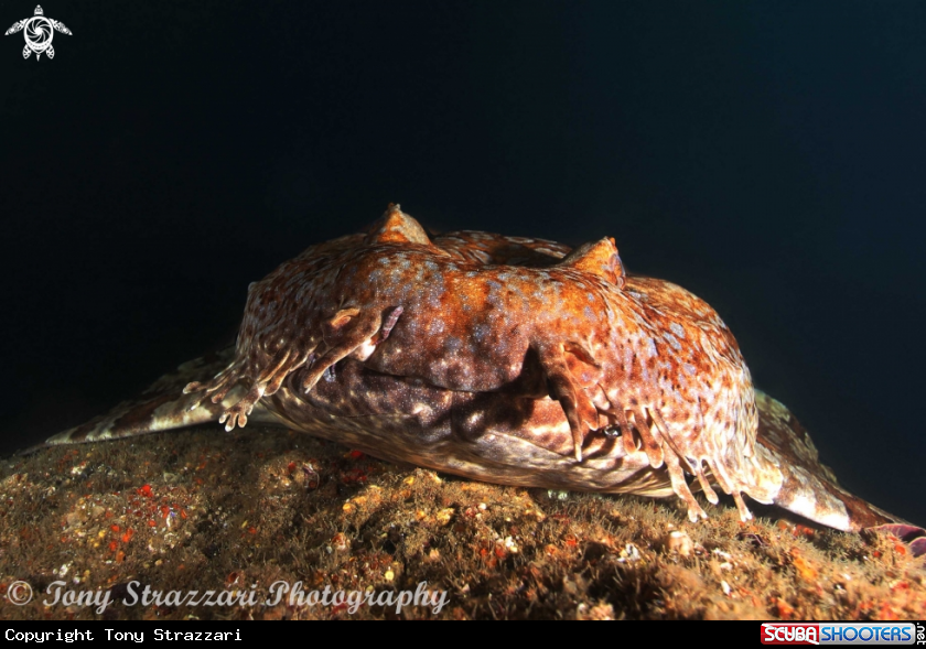 A Ornate Wobbegong