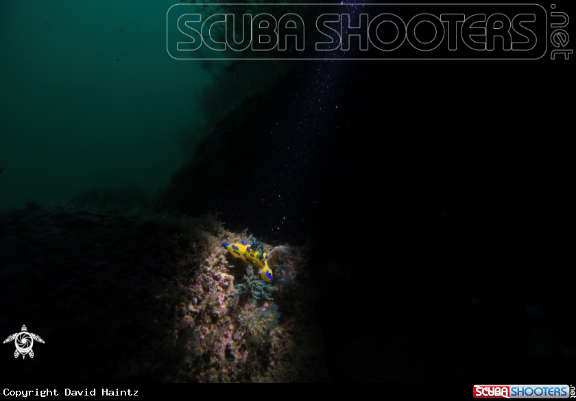 A Nudibranch