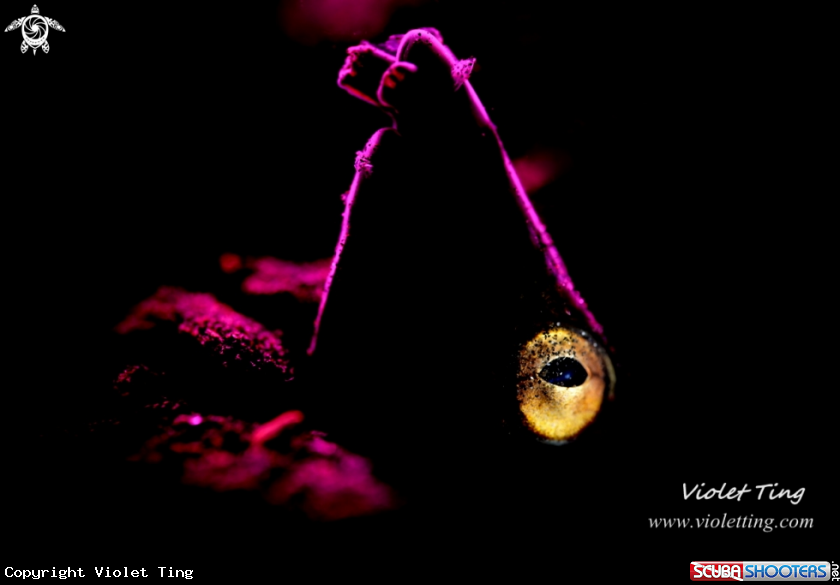 A Napoleon snake eel 