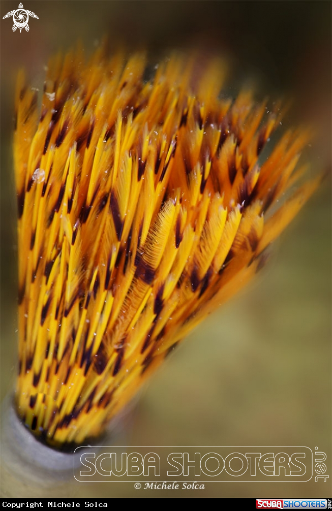 A Spirografo