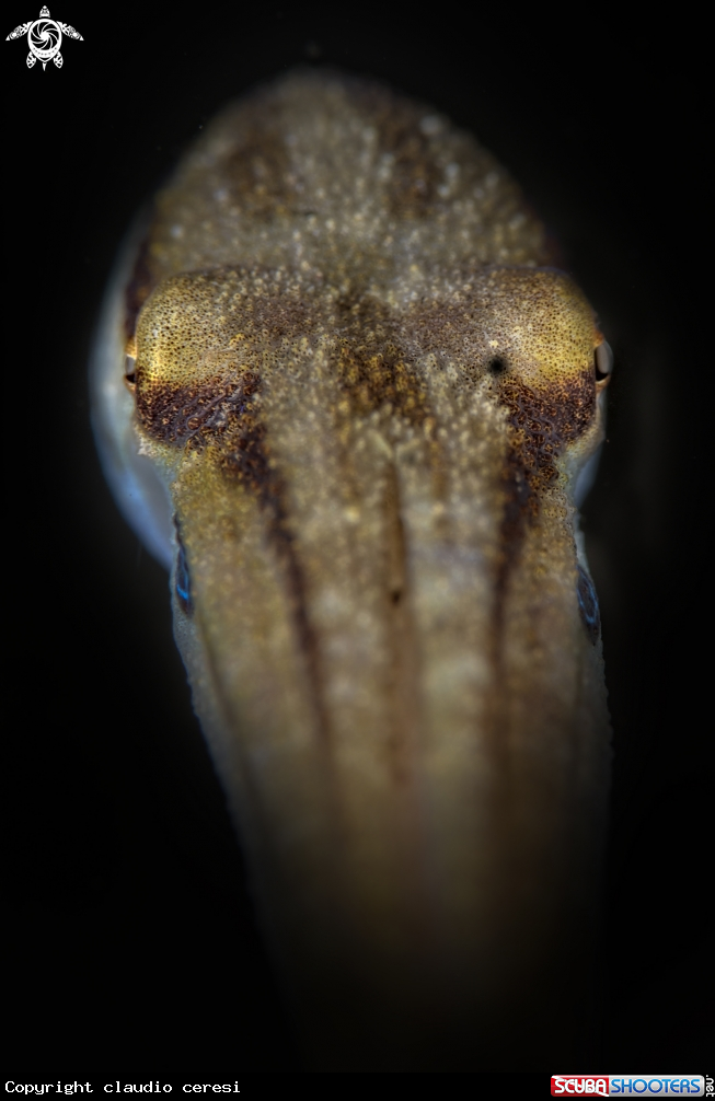 A mototi octopus