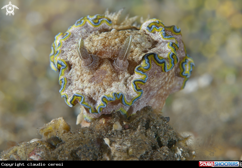 A Glossodoris cincta