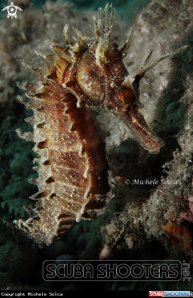 A Seahorse