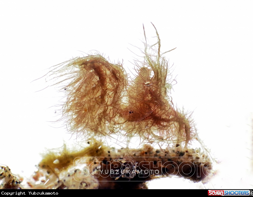 A Hairy Shrimp