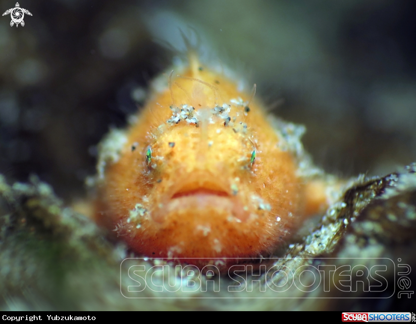 A FrogFish