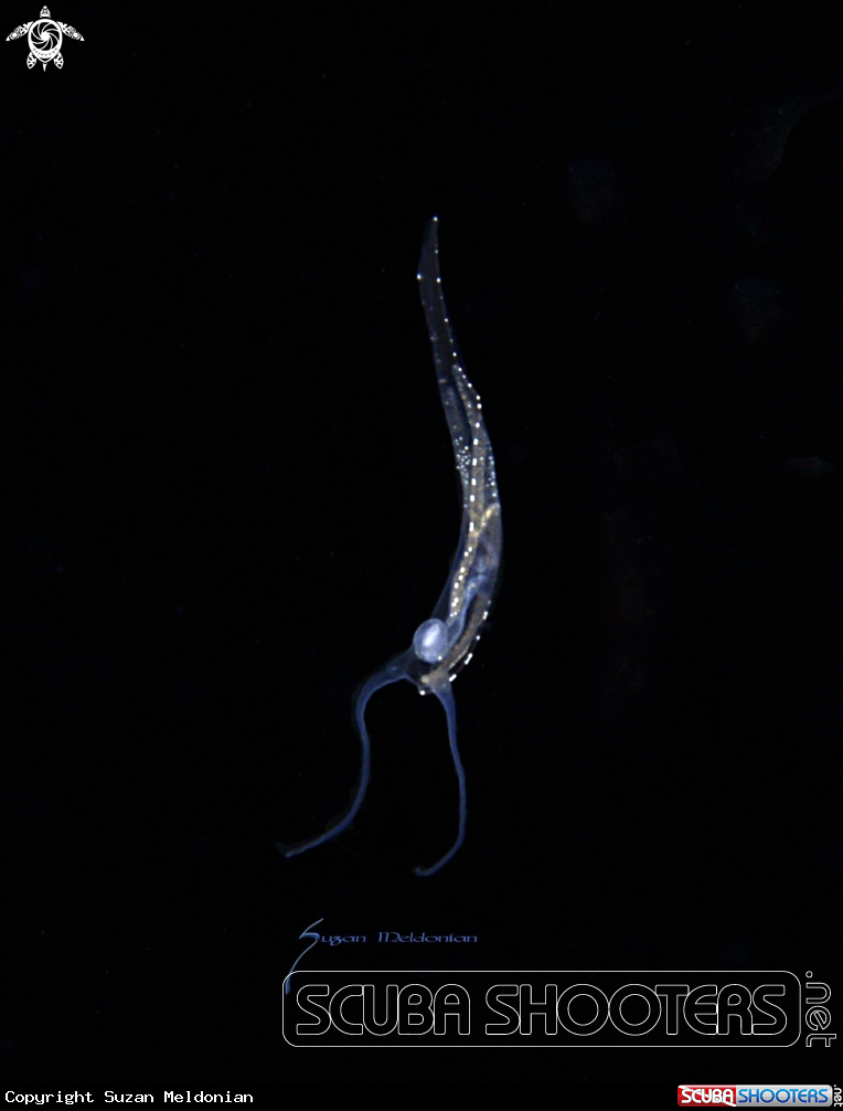 A Pelagic Nudibranch