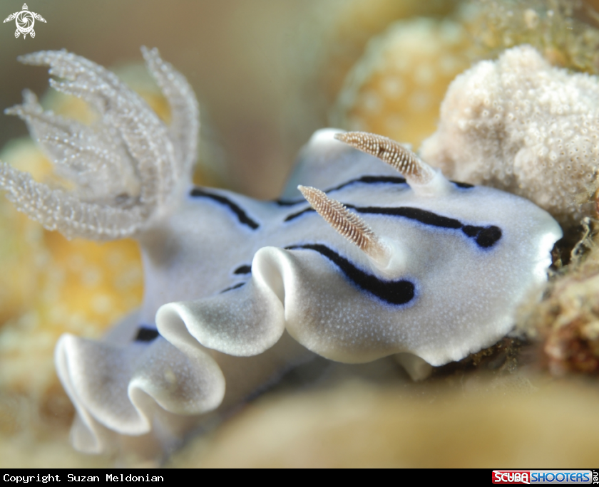 A Chromodoris Locki