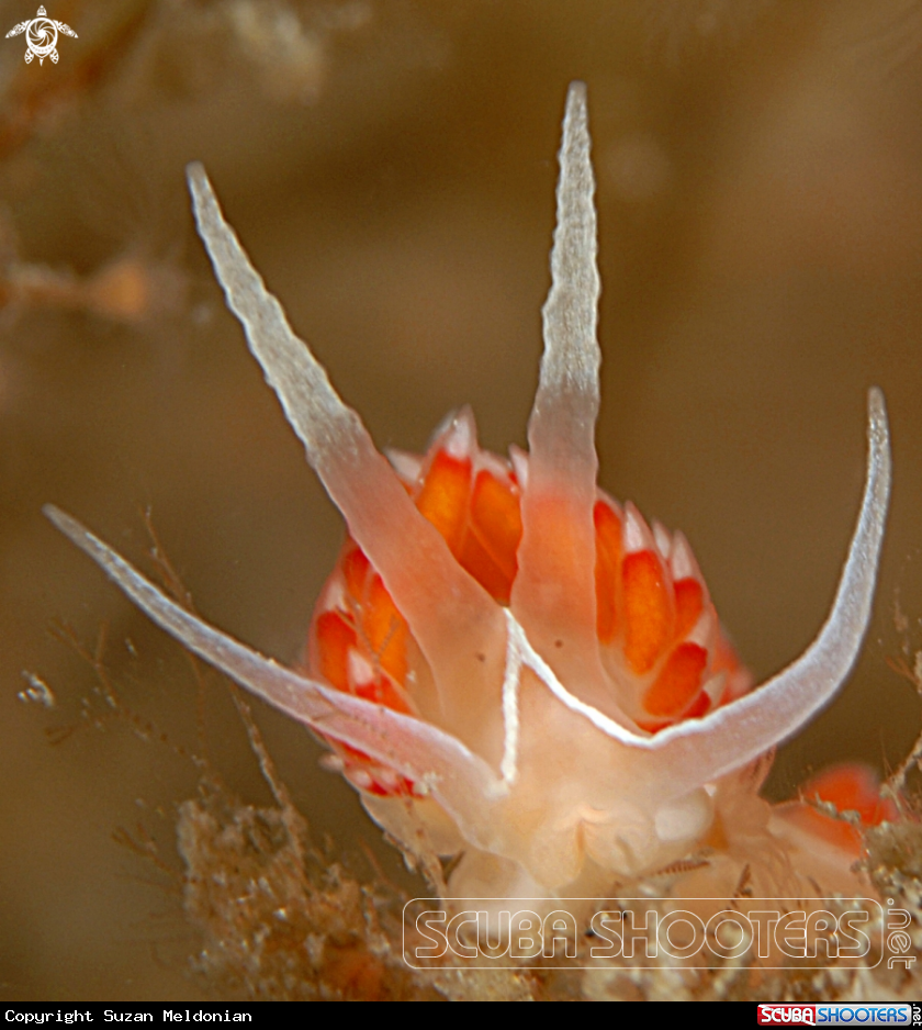A Flabellina Verta