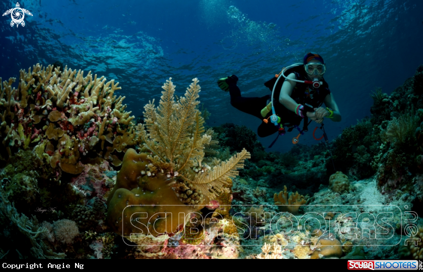 A Diver in the Tropics