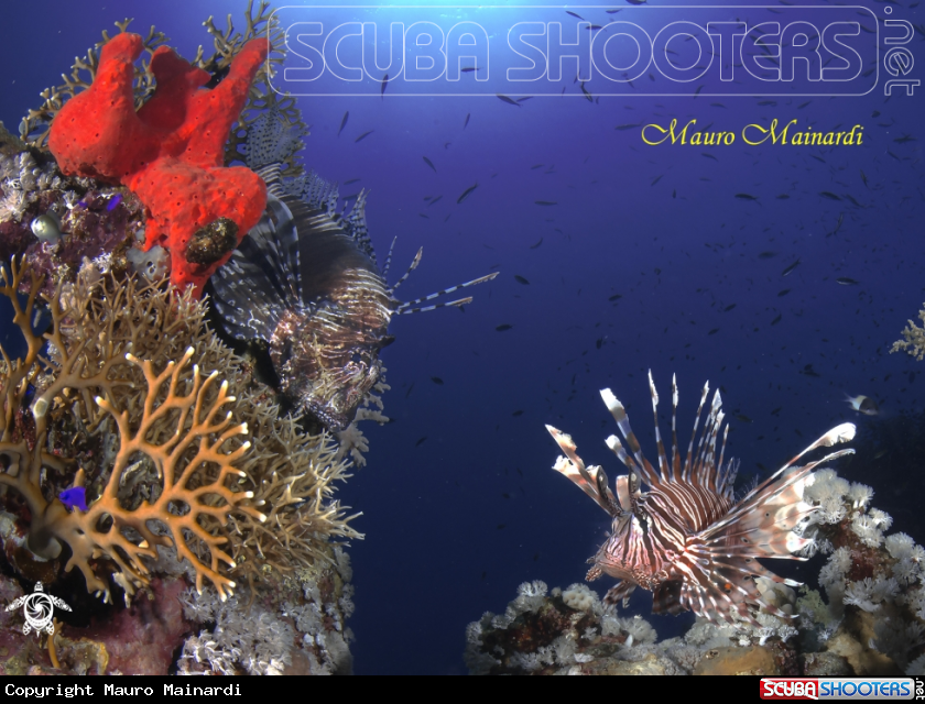 A Lionfish