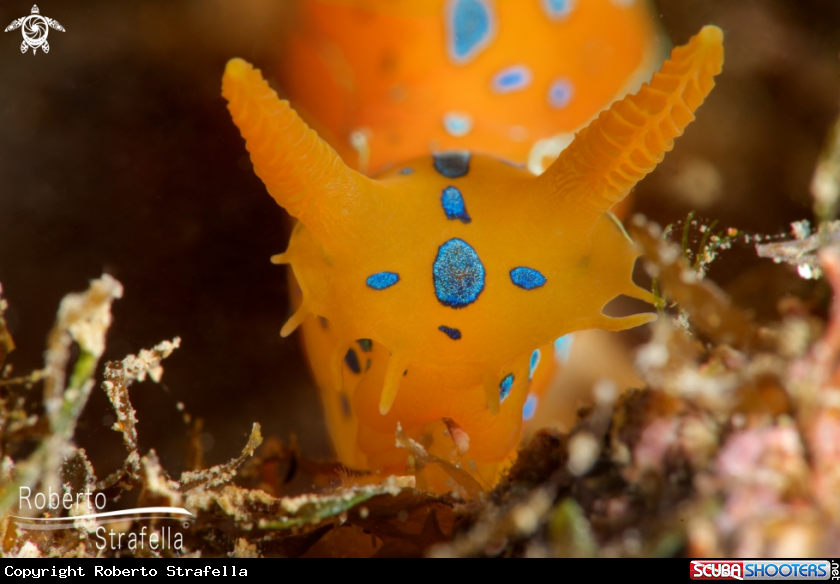 A Elegans
