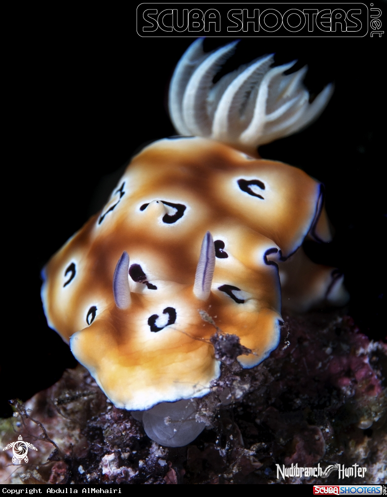 A nudibranch 